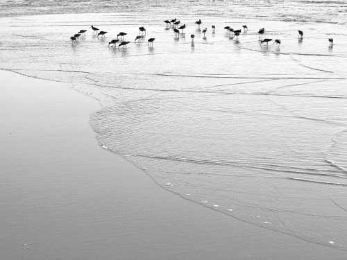 05 Beach Birds September 8428BW