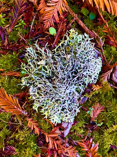 Lichen Heart 5371web