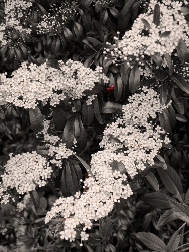 Red Berries 7528 sepia