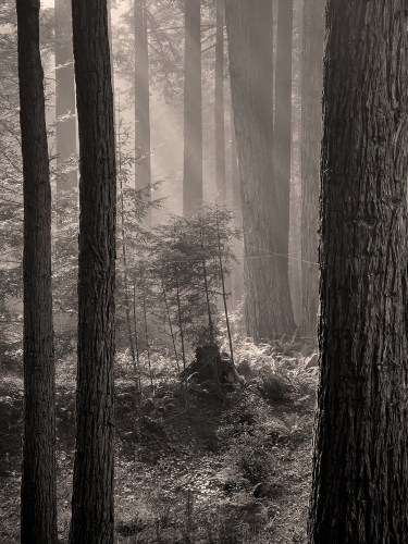 Shinrin Yoku 3730 sepia