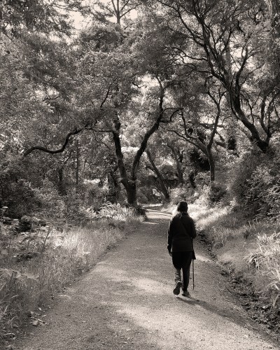 00 Cover Walks With Trees 7365 sepia