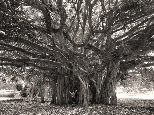 Banyan Tree Hawaii 0353