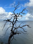 China Camp Tree 9607web