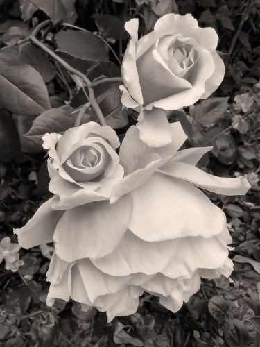 Roses 7895 sepia