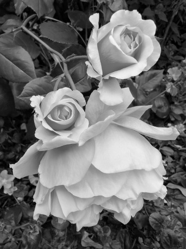 Roses 7895BW