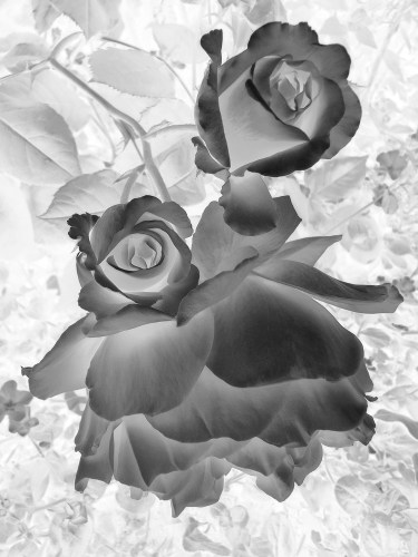 Roses 7895BW invert