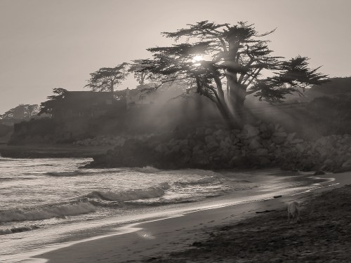 Santa Cruz Cypress Sunset 7617sepia