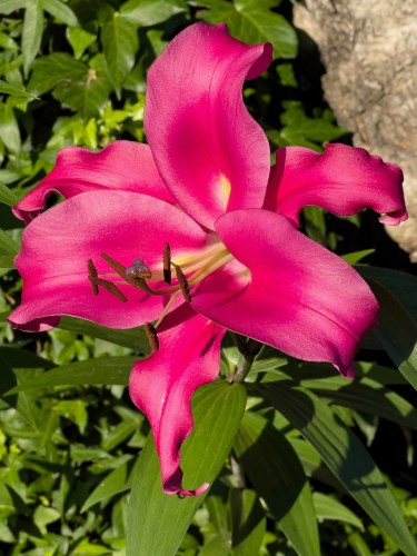 Magenta Lily 8391 V