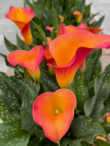 Orange Calla Lilies 8222