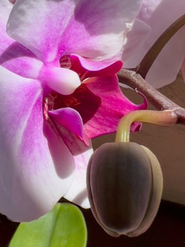 Orchid 8430