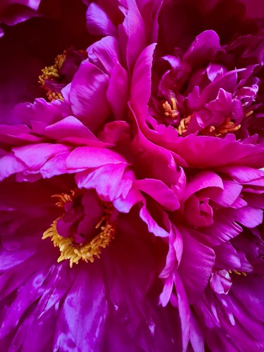 Peonies 8456