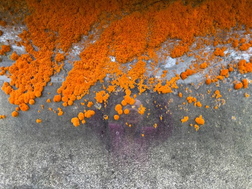 Orange Lichen Self Portrait 9393