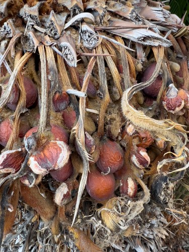 So Many Textures 9250