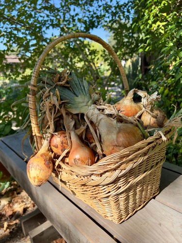 02Oct Onions 0426