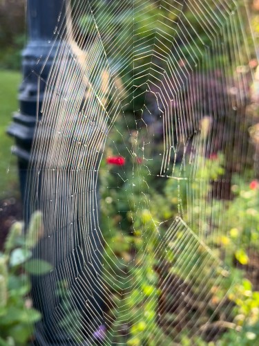 09Oct Autumn Spider Web 0587