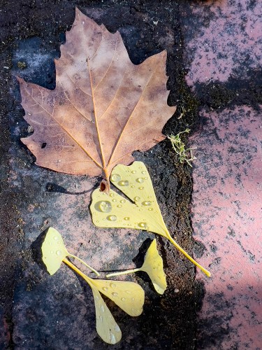 Leaves 0672