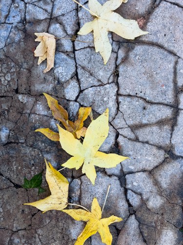 Leaves 0689