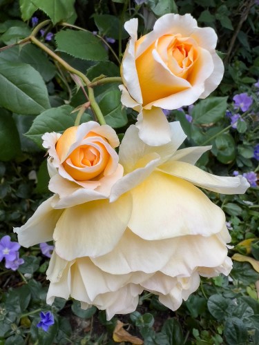 Peach Roses
