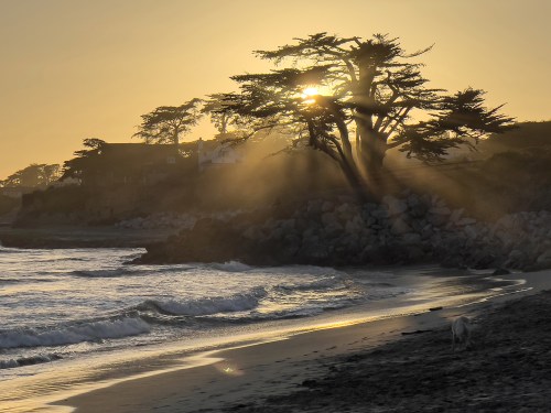 Santa Cruz Cypress Sunset