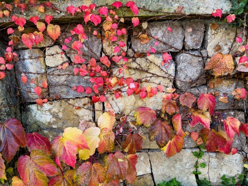 Viney Leaves on Stone