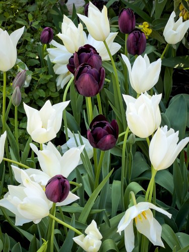 White & Purple Tulips