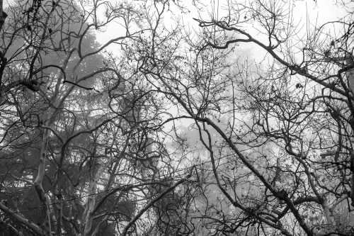 Bare Tree Branches 0125BW