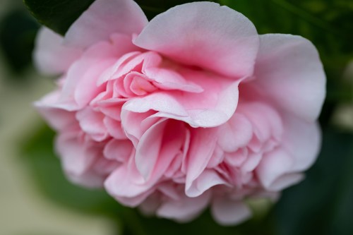 Pink Camellia 0081