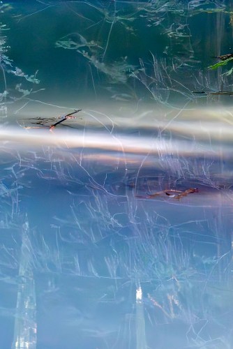 Armstrong Woods Abstract 03