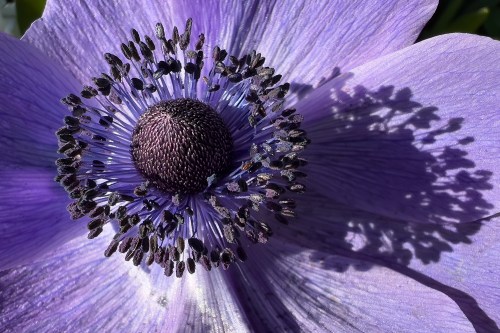 Purple Poppy 1673