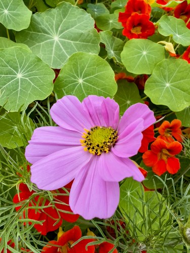 01 Nasturtiums & Cosmos