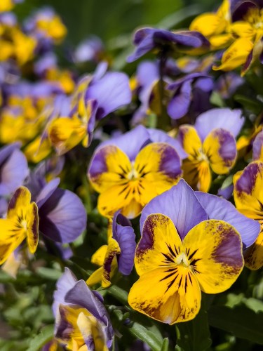 03 Pansies