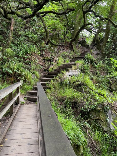 04 Matt Davis Trail Mt Tam