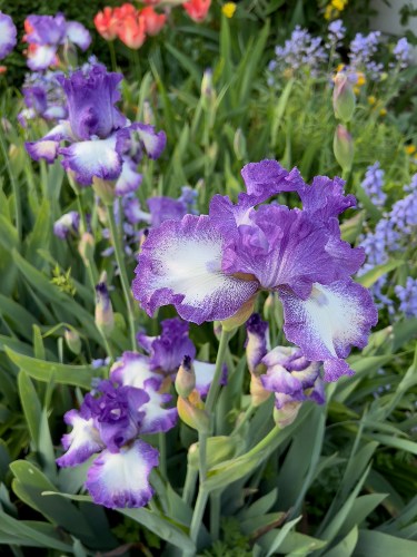 07 Purple Iris