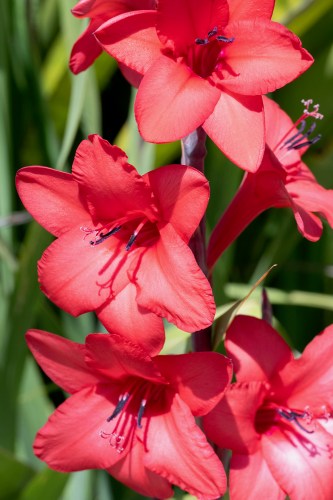08 Gladiola