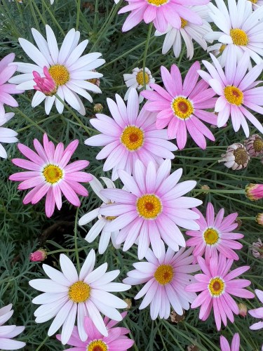 01a Marguerite Daisy