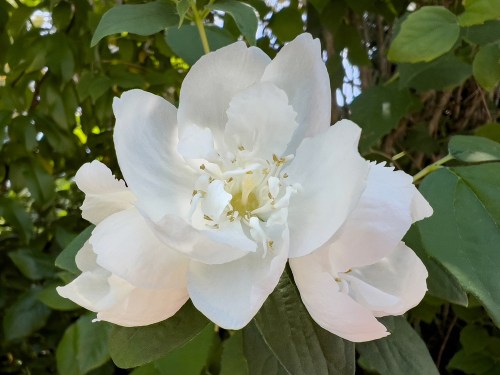 02a Mock Orange