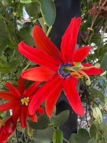 07a Passion Flower
