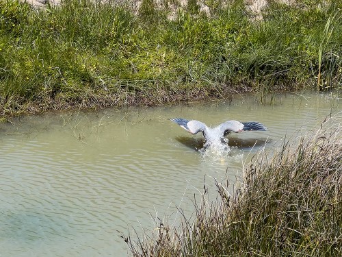 08a Great Blue Heron