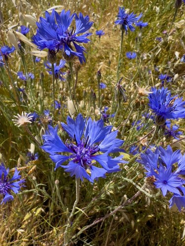 09a Wild Batchelor Buttons