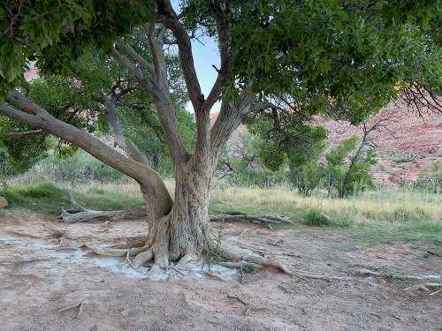 Tree w M's Ashes 3004