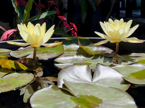 Yellow WaterLilies 2961