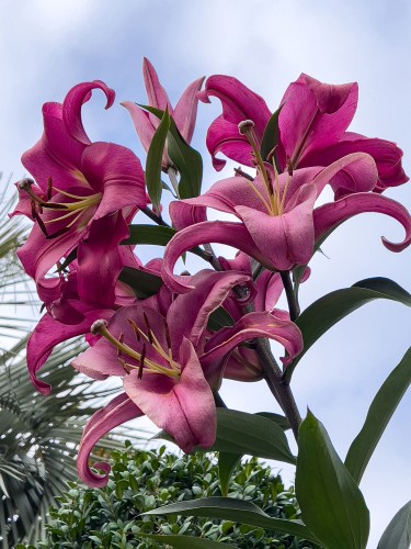 03 Pink Day Lilies