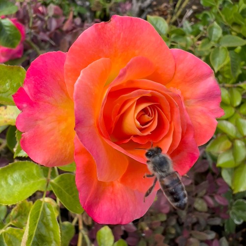 Bee landing on Rose 3531
