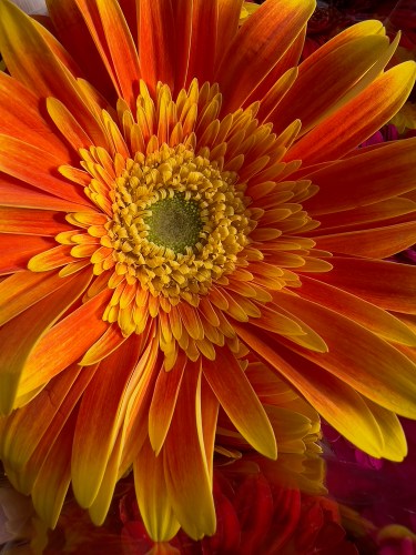 Gerber Daisy