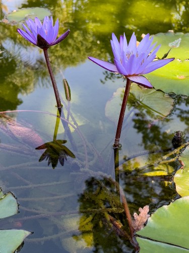 Purple WaterLilies