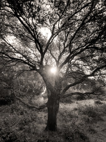 Azalea Hill Trail Tree 3998sepia copy