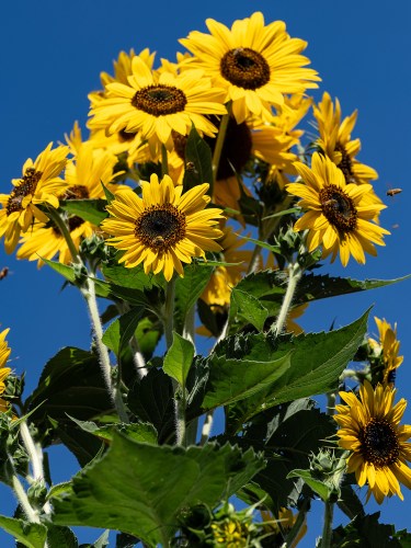 Sunflowers & Bees