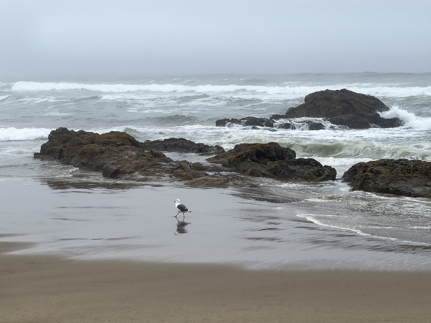 03 Kehoe on Foggy Day 4042