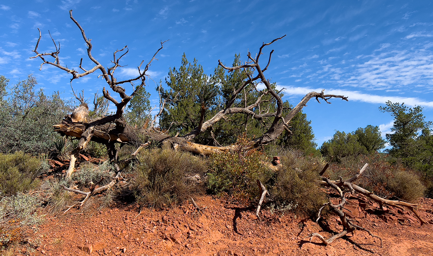 10 Sedona Gnarled Tree 4297