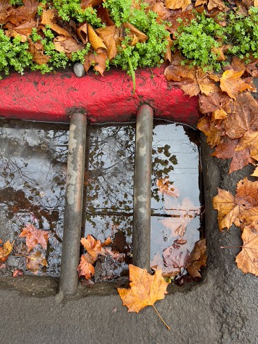 Fall Colors Post Rain